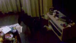 Staffordshire Bull Terrier V Ferret