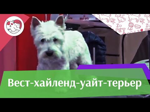 Вест хайленд уайт терьер на ilikepet. Особенности породы, уход