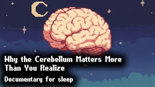 The Cerebellum and Coordination  Nighttime Brain Science screenshot 2