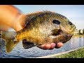 BIG BLUEGILL FISHING - ULTRALIGHT FOR PANFISH!