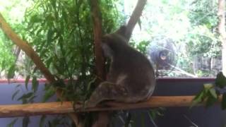 Actual Koala attack - real killer Koala!!! Must see this stunning video.