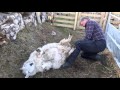 Eachan Lambing a sheep having difficulty.