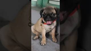 Fun Time with Dogs  60 Days Pug