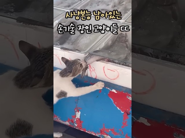 사냥본능 충실한 손기술 장인 고양이 특 ㄷㄷ