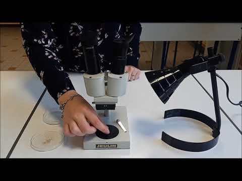 La loupe binoculaire