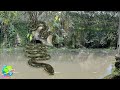 Ternyata Disini Sarang Anaconda di Sungai Amazon!! Wisatawan Wajib Tau Agar Tidak Jadi M4n9s4nya...