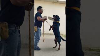 smart Rottweiler Mr Max Training #session #1688 #rottweiler #shorts #dog #rottweilerlife #allweiler