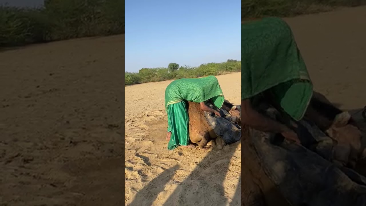 Camel 🤣 fighting 🤣 sounds style 🤣