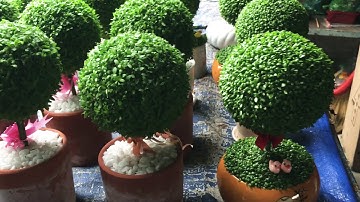 trái tim xinh xắn với lớp cỏ may mắn xanh mướt mọc xung quanh