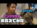 フクロウむっく 脂肪の多いピンクマウスをあげてみた