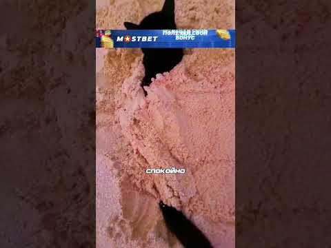 Котик добровольно закопался😂 #обзор #шортс #фильм