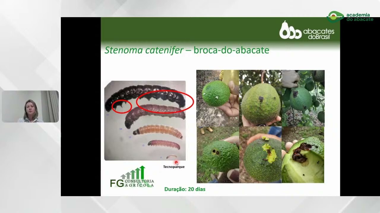 Aula Aberta - Stenoma Catenifer, principal praga do abacateiro no Brasil Academia do Abacate