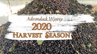 Adirondack Winery Grape Harvest