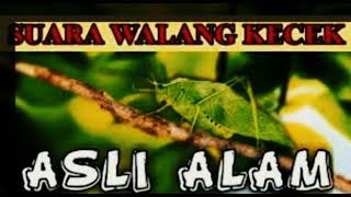 Download Lagu Masteran walang kecek buat burung muray batu dan cucak ijo MP3 Download Lagu Masteran walang kecek buat burung muray batu dan cucak ijo MP3
