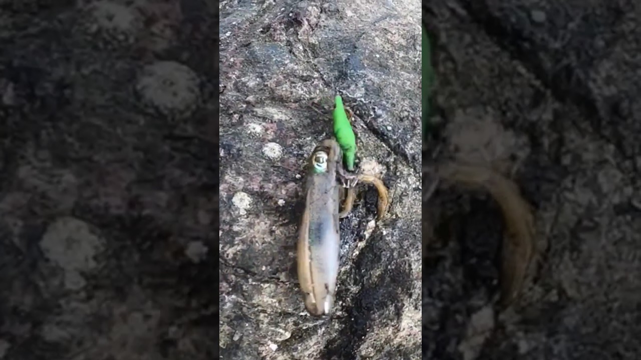 TROPICAL SQUID CATCH  Rock FISHING Southeast Asia 🐙🎣 