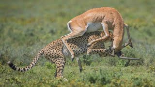 Amazing Cheetahs FightㅣWild Animals Attack 치타의 놀라운 사냥능력!