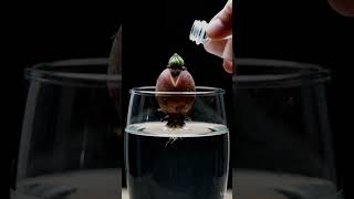 Potato Growing in Water 😱 | 4K Timelapse Magic #Shorts