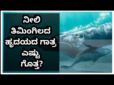 Unknown Facts About Blue in Kannada || ನೀಲಿ ತಿಮಿಂಗಿಲ ||