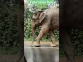 Srilankan wild Elephant on the Road 🐘🐘🐘www.ryokolankatours.com #travel #foryou #fyp