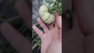 10 DÍAS DE TOMATE CRECIMIENTO ESPECTACULAR, TOMATE ROSADO EN MACETA!!! 🍅❤️👍🏼