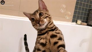 Bengal Cat Loves Water Games screenshot 2