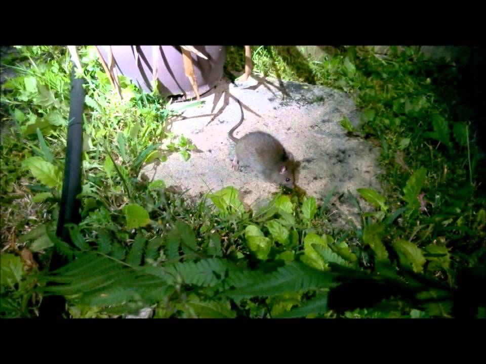 Bold rat in League City suburb