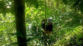 harvest ginger in the forest cooking for dinner village life in the mountains