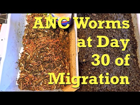 Failed bedding heat-up test in ANC worm bin's migration feeding zone - vermicompost