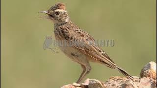 Branjangan Betina Birahi Panggil Jantan Di Jamin Nyaut