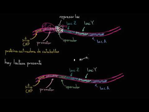 Video: ¿Cuál es la función de los genes en el operón lac de E. coli?