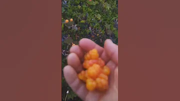 Как растет морошка - северная малина • Кольский полуостров | How cloudberry grows in the wild