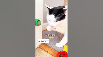 Your kitty will love it!😻🤣 #catnip #cats #giftideas #catmom #catdad #catlove #catenrichment