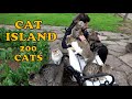 I can't imagine a world without cats. Let's visit the world of cats, namely the Cat Island.