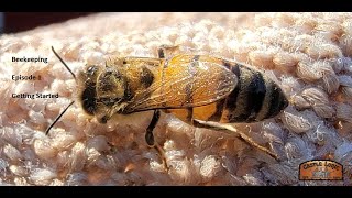 Beekeeping Episode 1 - Getting Started