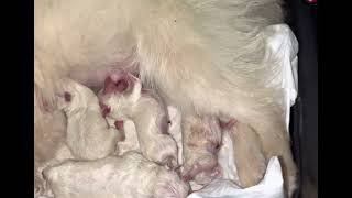 Doğum sonrası ( Pomeranian ve pomeranian yavruları )