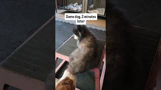 Little Dog was too anxious to settle down...lets help her #dogtraining