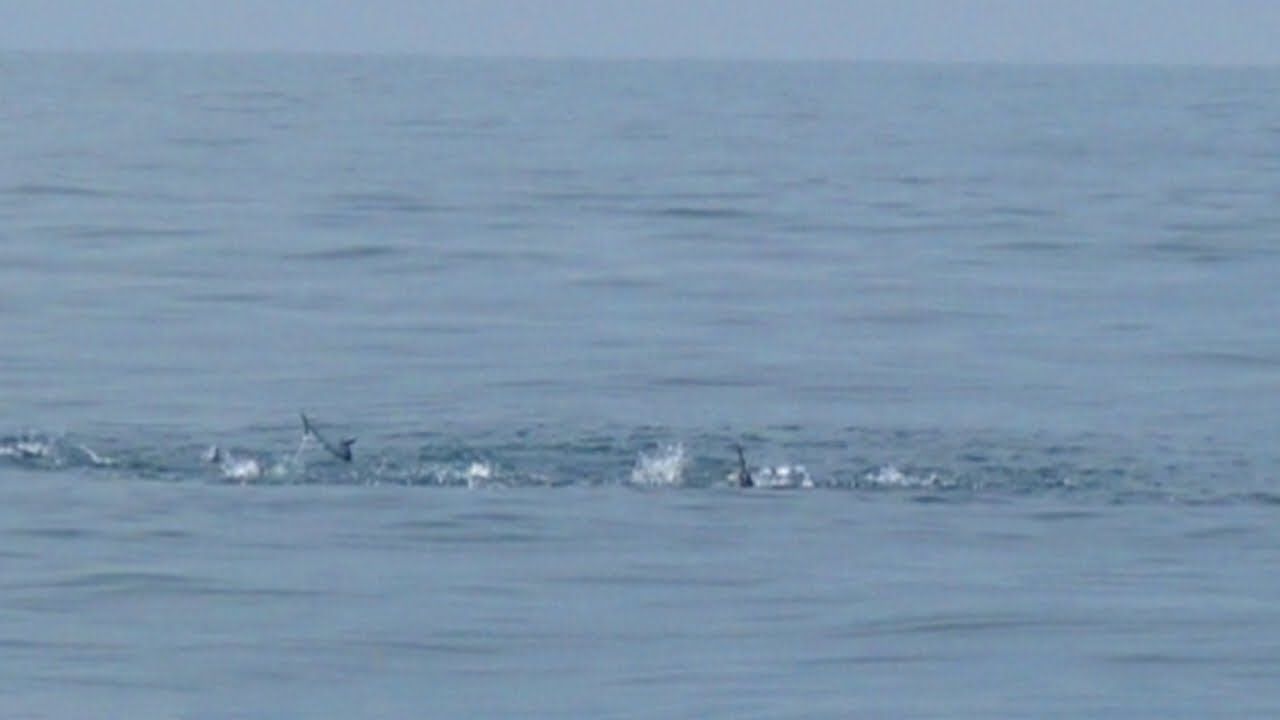 Seperti menari²‼️kawanan ikan ini saat di lingkar