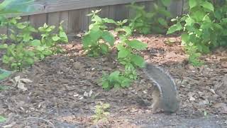 SQUIRRELS, SQUIRRELS AND MORE SQUIRRELS. PART 2.