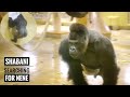 Silverback Gorilla is obsessed with the Elderly Female | Shabani & Nene
