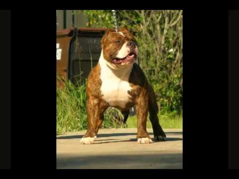 deep blue sea 3 Hustle Hard Pocket American Bully