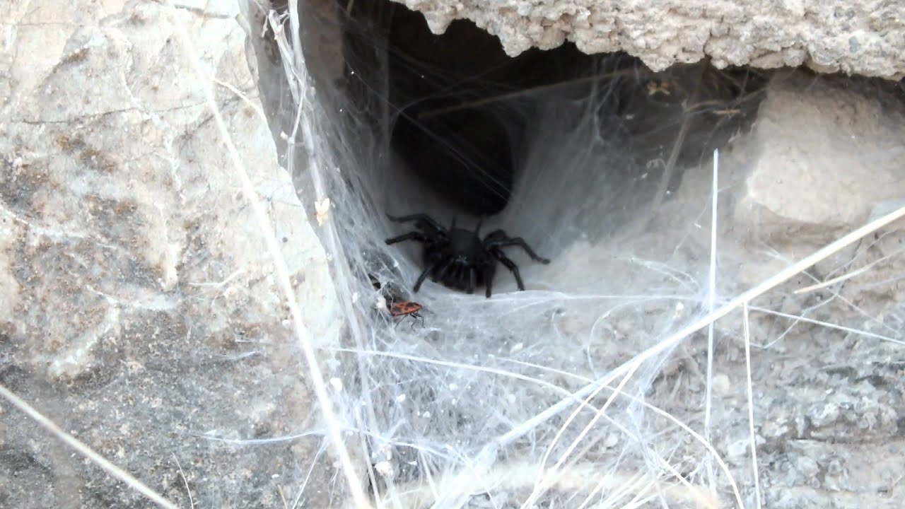 Macrothele calpeiana (Walckenaer, 1805)