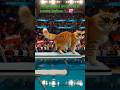 "Cat Olympic Diving " #cat #funny ##shorts
