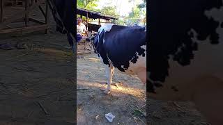 Cow videos