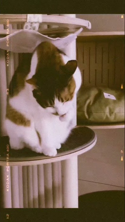 Jeremy Zucker - always, i'll care