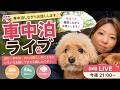 【犬との暮らし】車中泊しながら、ゆるっと雑談ライブ