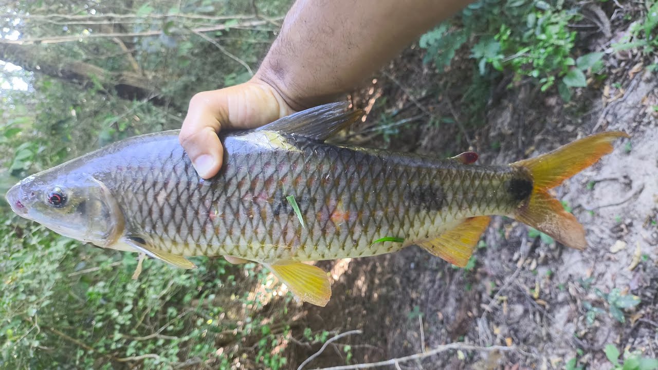 2026 COMEÇOU BEM 🙏🎣 CONFERE ESSA PESCARIA DE PIAU 🐟CURTI ✅ COMENTAR ✏️COMPARTILHAR PRO SEUS CHEGADOS