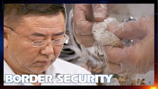 Agitated Man Steals Back His Contraband From Customs Officers! 😰 S10 E5 | Border Security Australia