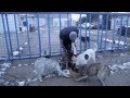 Stray Dog Rescuers - Romania - 2013 - subtitles