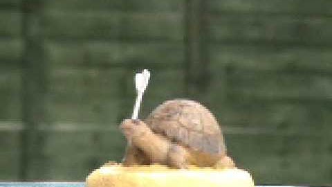 Discworld By Clarecraft - DWE20 Tortoise & Arrow