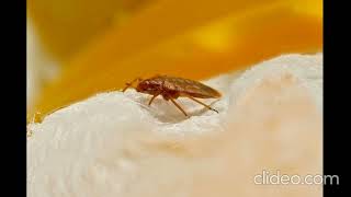 Top Quality Pest Control Services | Pest control in Kennewick